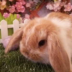 ホーランドロップ　ブロークンオレンジ（3ＡＨ）