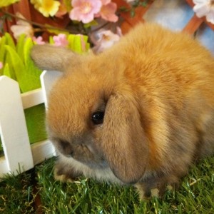 ホーランドロップ　トートイズシェル（Ｊ６）