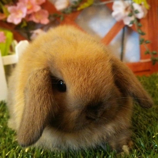 ホーランドロップ　トートイズシェル（Ｊ６）