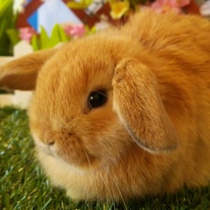 ホーランドロップ　オレンジ（3Ｅ3）