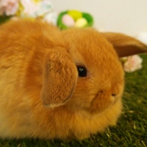 ホーランドロップ　オレンジ（3Ｅ3）