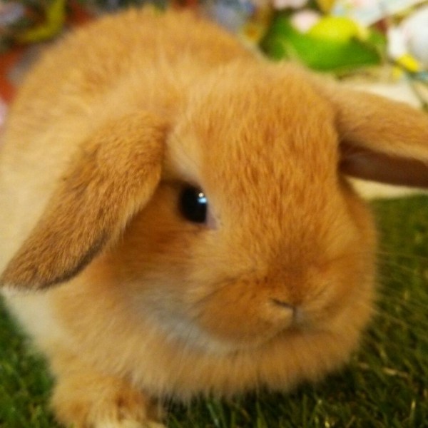 ホーランドロップ　オレンジ（3Ｅ3）