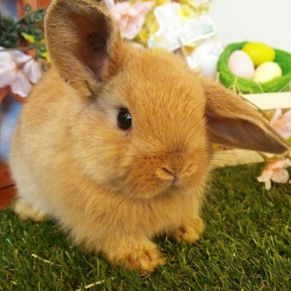 ホーランドロップ　オレンジ（3ＡＡ）