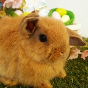 ホーランドロップ　オレンジ（3ＡＡ）