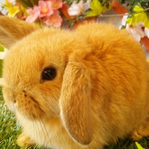 ホーランドロップ　オレンジ（3ＡＡ）