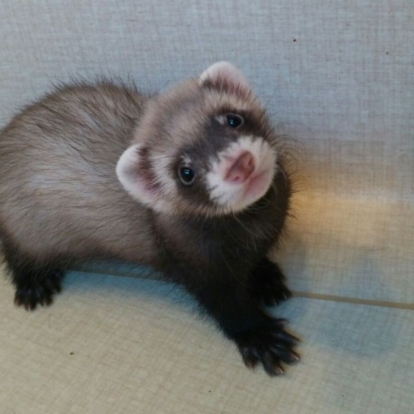 ホールデンフェレット　セーブル