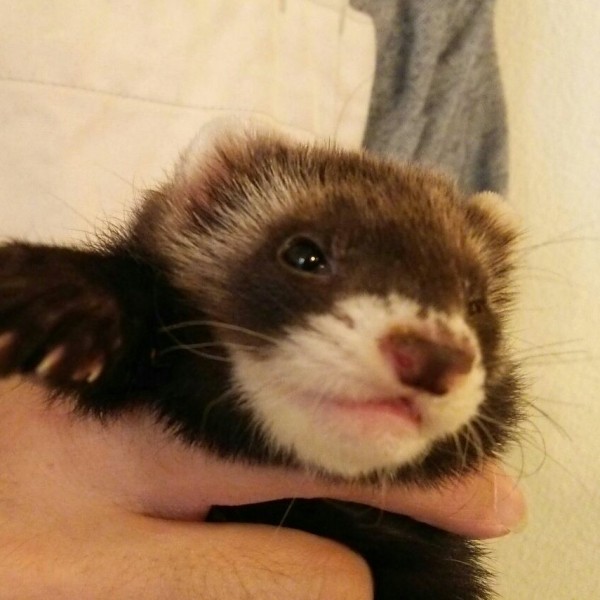 ブラックセーブル（男の子）