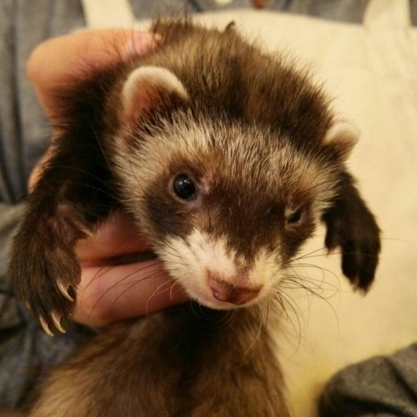 セーブル（男の子）