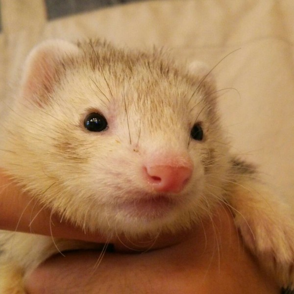 シルバーミット（男の子）