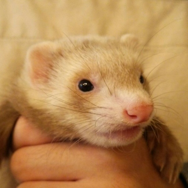 シナモン（男の子）