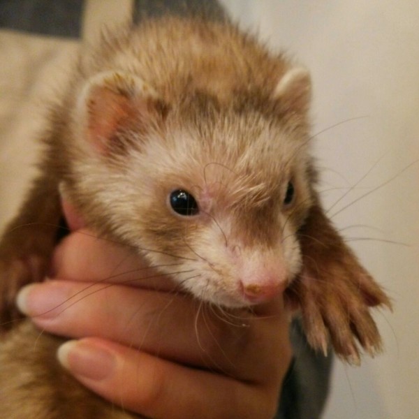 スターリングバター（女の子）