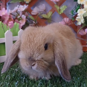 ホーランドロップ（３BA）