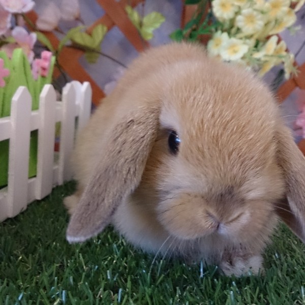 ホーランドロップ（３BA）