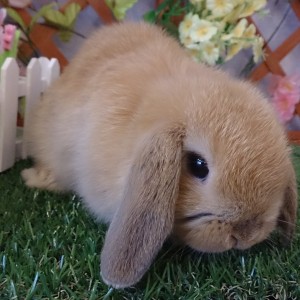 ホーランドロップ（３BA）