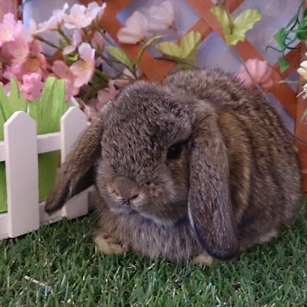 ホーランドロップ　チェスナット（3J8)