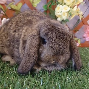 ホーランドロップ　チェスナット（3J8)