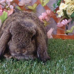 ホーランドロップ　チェスナット（3J8)