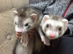 ピースけ＆ハッピー0328-1