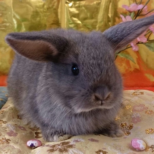 ホーランドロップ　オパール（２ＺＲ）