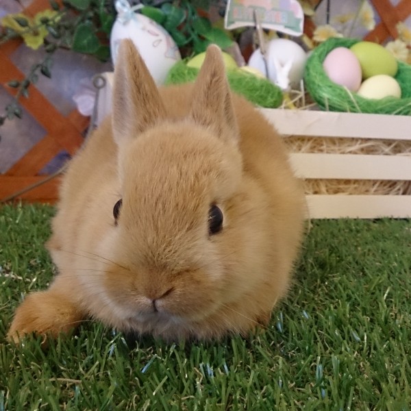 ネザーランドドワーフ　オレンジ（IS)