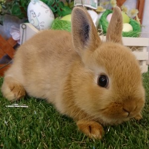 ネザーランドドワーフ　オレンジ（IS)