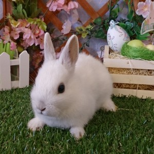 ネザーランドドワーフ　フロスティ（CI)