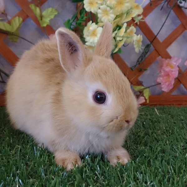 ネザーランドドワーフ　オレンジ（PF)