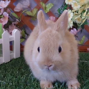 ネザーランドドワーフ　オレンジ（PF)