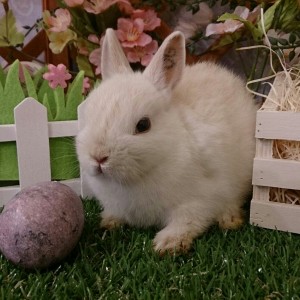 ネザーランドドワーフ　フロスティ（ＯＧ）