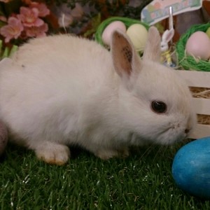 ネザーランドドワーフ　フロスティ（ＯＧ）