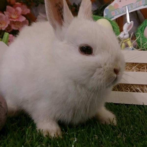 ネザーランドドワーフ　フロスティ（ＯＧ）