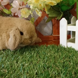 ホーランドロップ　オレンジ（３N2)