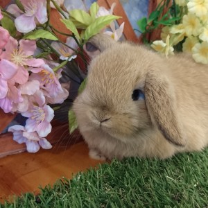 ホーランドロップ　オレンジ（３N2)