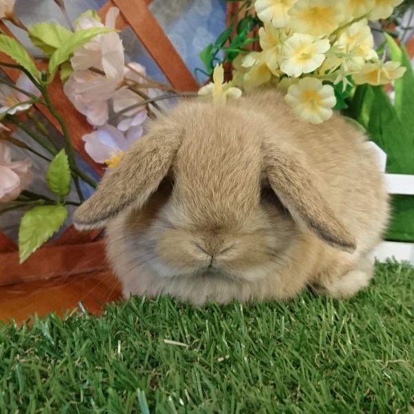 ホーランドロップ　オレンジ（３N2)