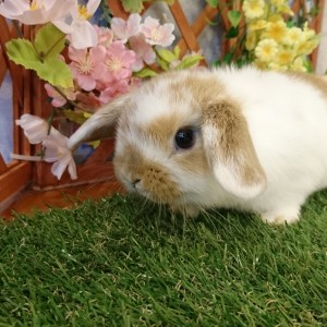 ホーランドロップ　ブロークンオレンジ（３Ｋ８）