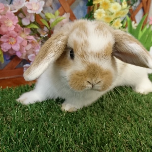 ホーランドロップ　ブロークンオレンジ（３Ｋ８）