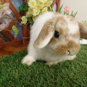 ホーランドロップ　ブロークンオレンジ（３Ｋ８）