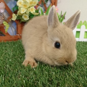 ネザーランドドワーフ　リンクス（D1)