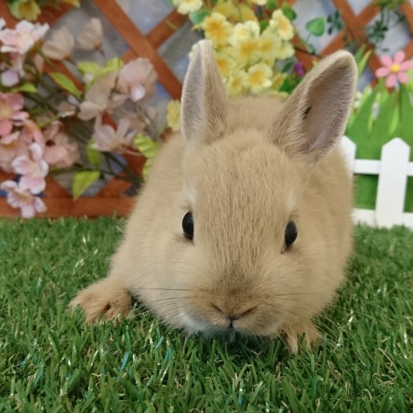 ネザーランドドワーフ　リンクス（D1)