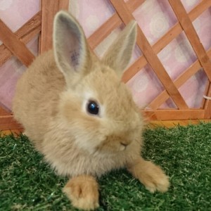 ネザーランドドワーフ　オレンジ（C6)