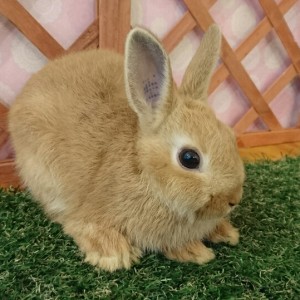 ネザーランドドワーフ　オレンジ（C6)