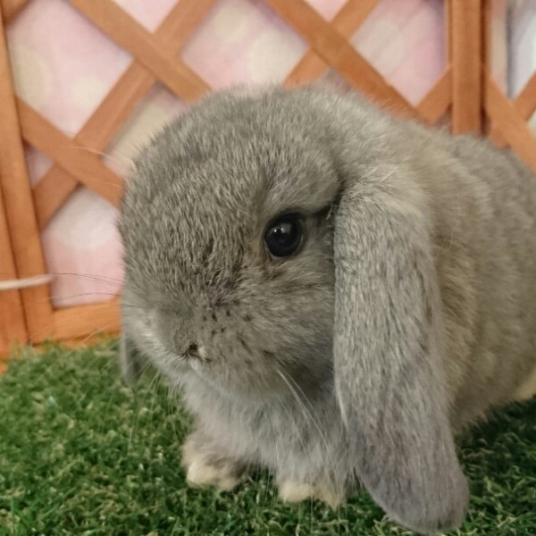 ホーランドロップ　オパール（305）