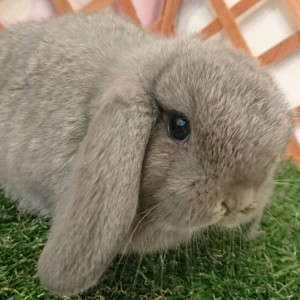 ホーランドロップ　オパール（305）