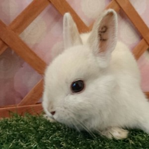 ネザーランドドーワフ　フロスティ（PG)