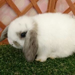 ホーランドロップ　ブロークンオパール（3CH)