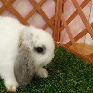 ホーランドロップ　ブロークンオパール（3CH)