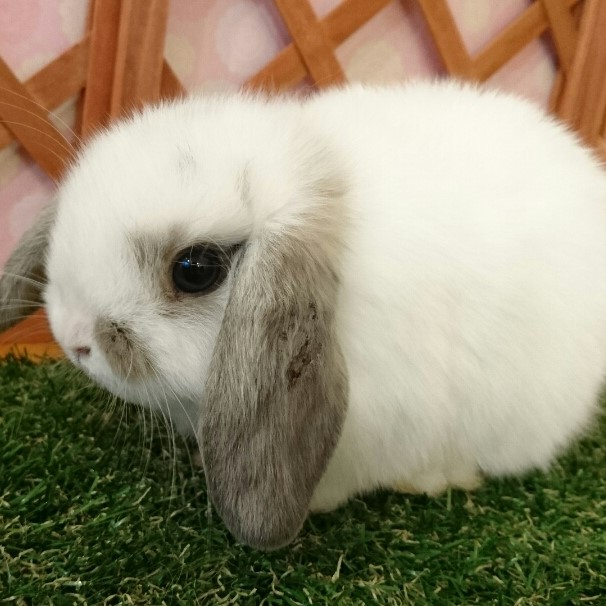 ホーランドロップ ブロークンオパール（3CH) - さいたま市北浦和の