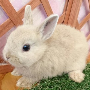 ネザーランドドワーフ　リンクス（RA)