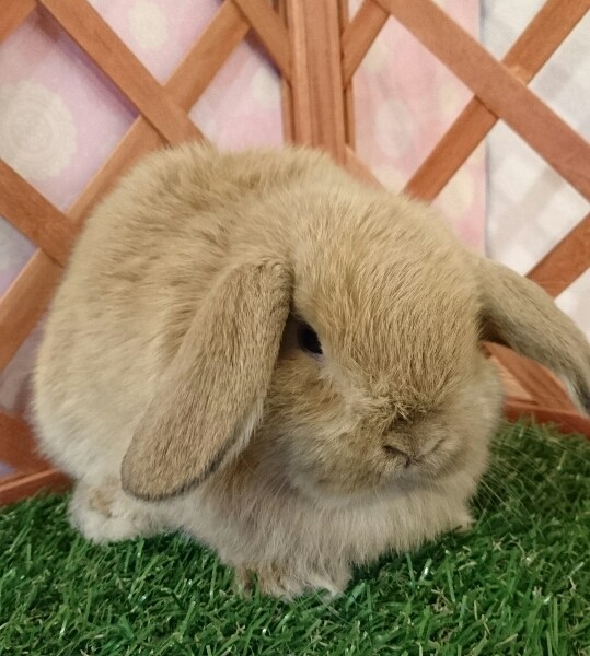 ホーランドロップ　オレンジ（3Q5)