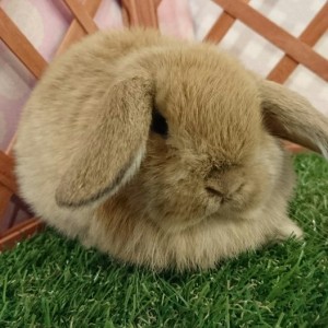 ホーランドロップ　オレンジ（3Q5)